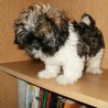 RAMIRO